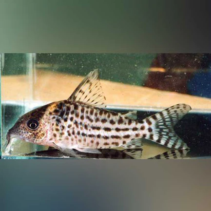 Agassizi Cory