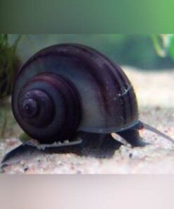 Midnight Mystery Snail
