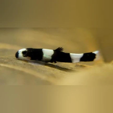 Panda Loach