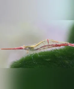 Rudolf the Red Nose Shrimp