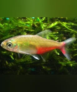 Green Fire Tetra