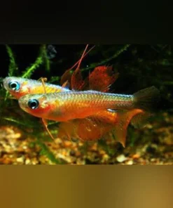 Paskai Rainbowfish