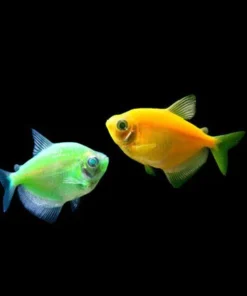 Assorted Glo Tetra 6 Pack