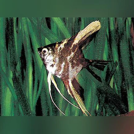 Marble Angelfish