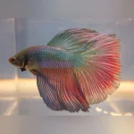 Super Delta Betta Male