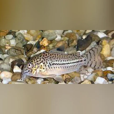 Nanus Cory