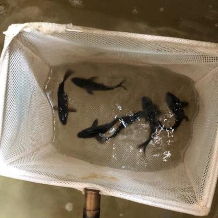 Black Koi