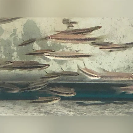Copeina Splashing Tetra
