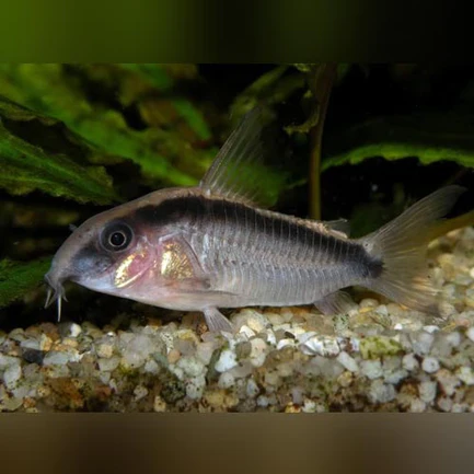 Skunk Cory