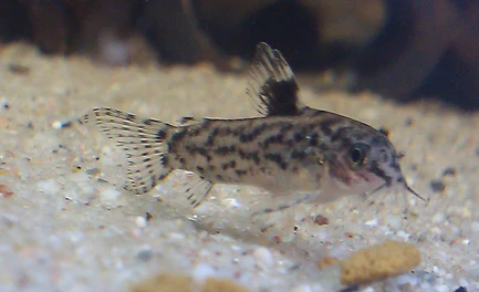 Aspidoras Catfish