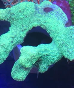 Green Pavona