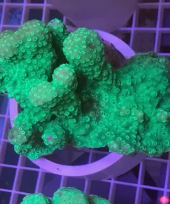 Alternative view of Green Pavona