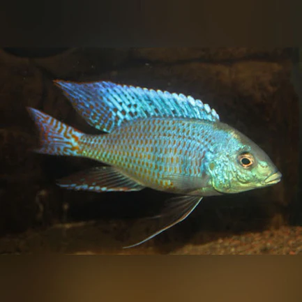 Mylochromis ericotaenia