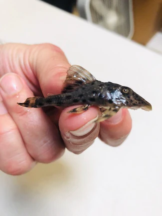 L-50 Cochliodon Pleco
