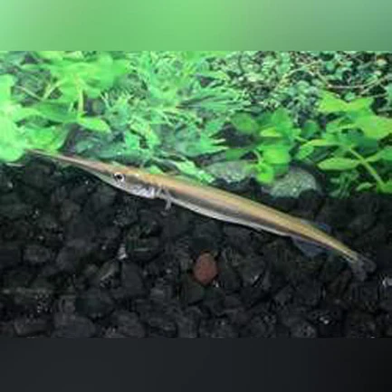 Needle Nose Gar