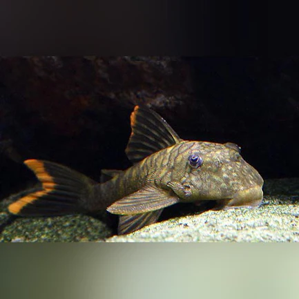 L-106 Orange Seam Pleco