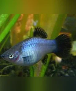 Neon Blue Wag Platy (Lot of 4)