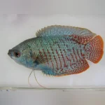 Neon Blue Dwarf Gourami