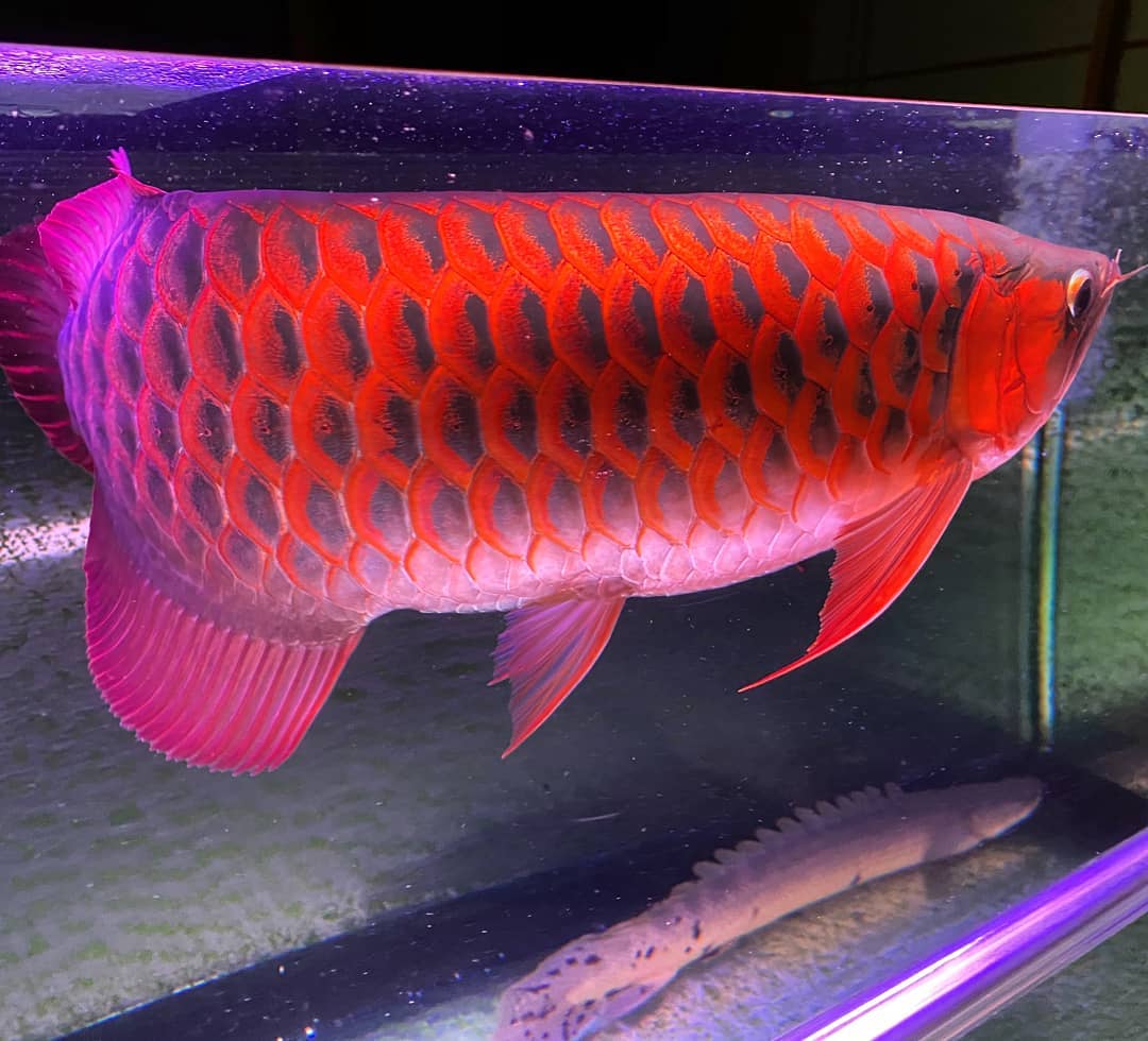 Chili Red Arowana Fish