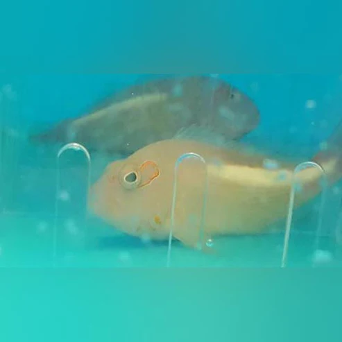 Arc Eye Hawkfish