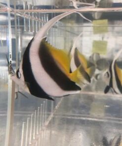 Alternative view of Heniochus Black & White Butterflyfish