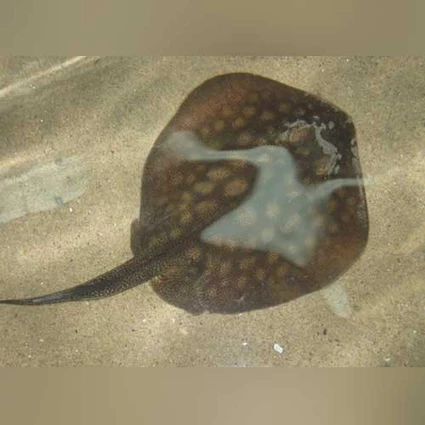 California Stingray