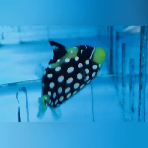 Clown Triggerfish