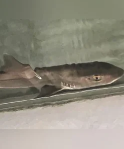 Alternative view of Grey Smooth Hound Shark
