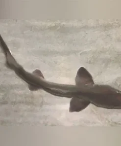 Grey Smooth Hound Shark