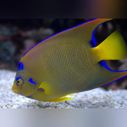 Queen Angelfish