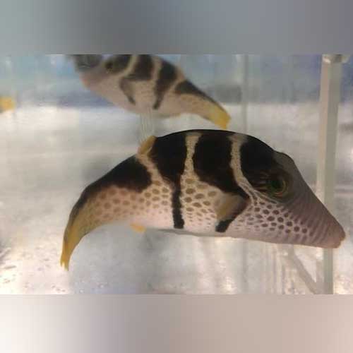 Saddle Valentini Puffer - Image 2