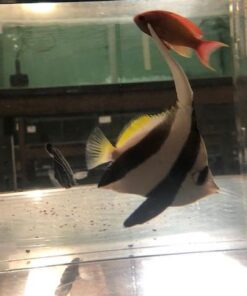 Heniochus Black & White Butterflyfish