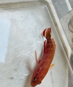 Alternative view of V Tail Grouper