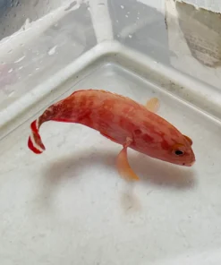 V Tail Grouper