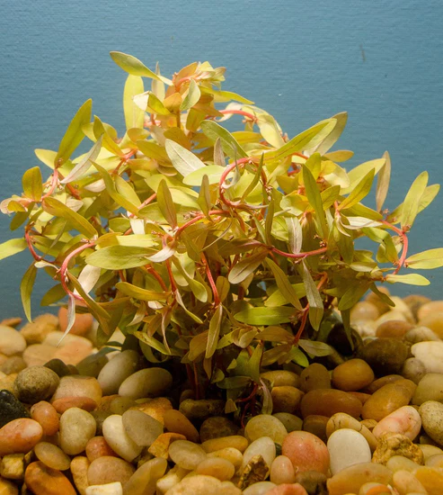 Nesaea Golden